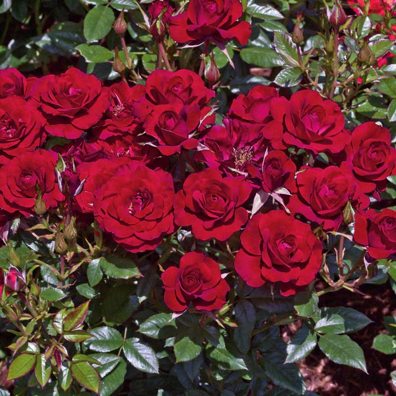 Ruby Amd Roses Red Roses for Sale: Ruby, Ruby Miniature Rose | PlantsRose