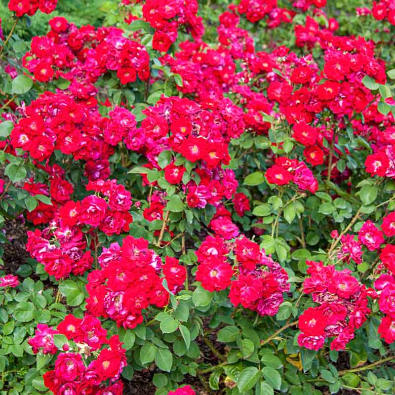 Champlain Shrub Rose - Buy Roses | PlantsRose