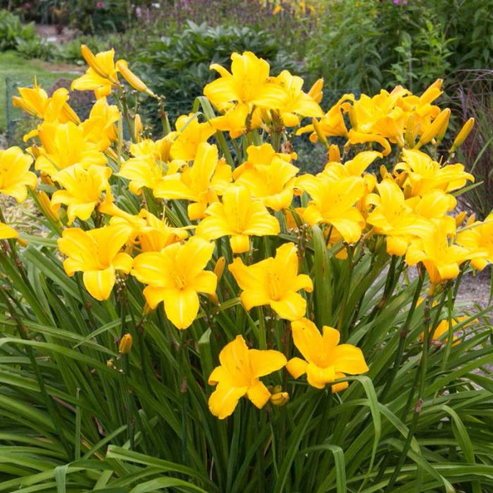 Bumble Bee Primrose