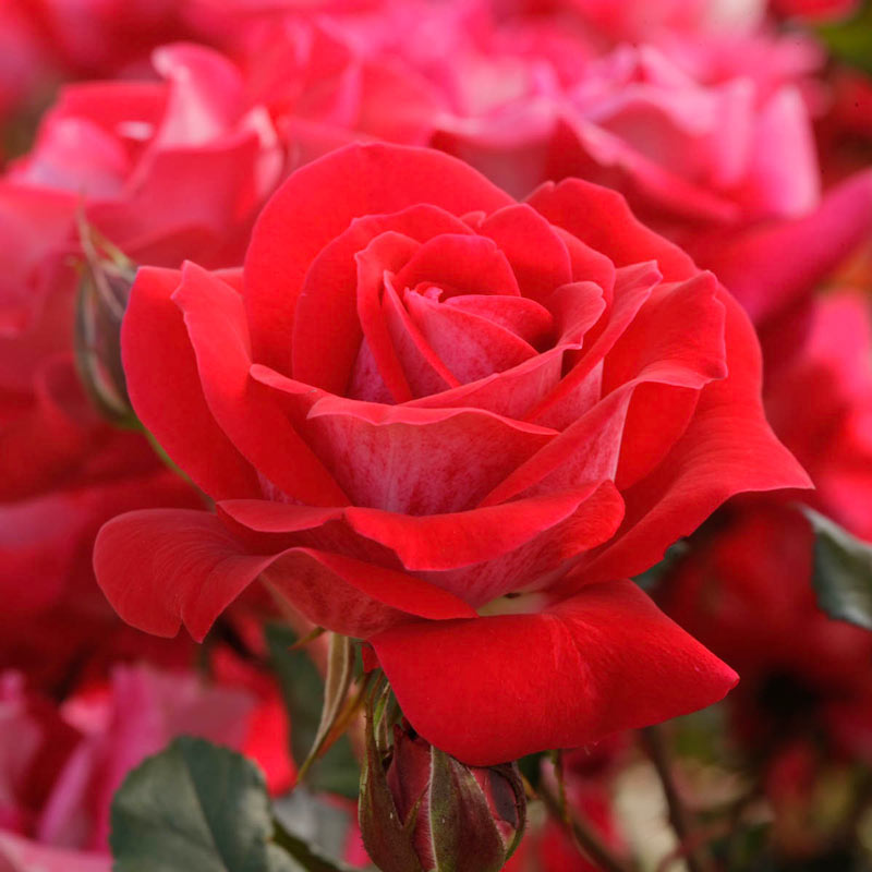 Take It Easy Shrub Rose | Shop Roses | PlantsRose