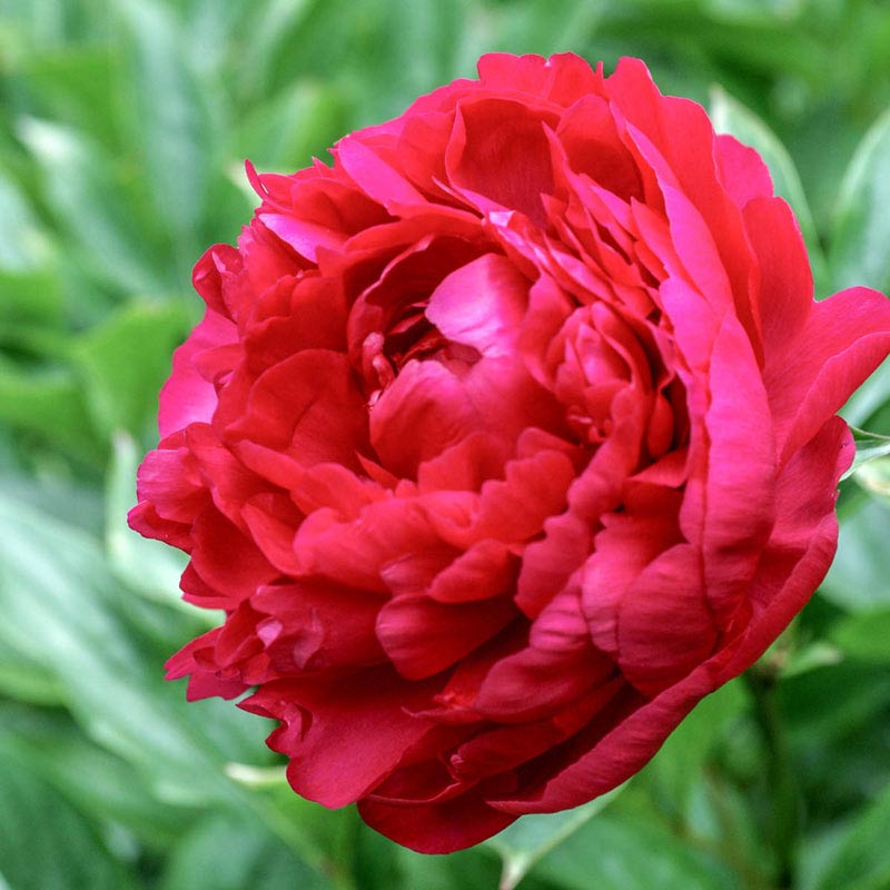 Felix Crousse Peony Shop Peonies PlantsRose