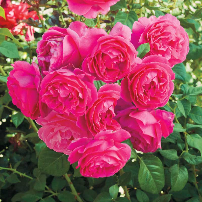 Grande Hybrid Tea Rose - Shop Roses | PlantsRose