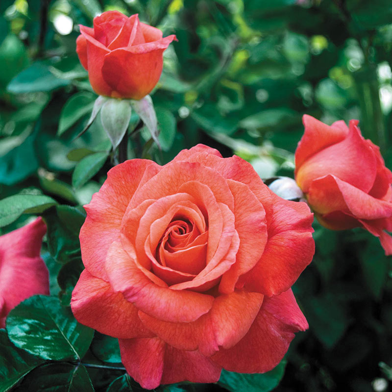 Sedona Hybrid Tea Rose | Shop Roses | PlantsRose