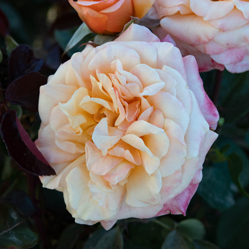 Morning Glow Floribunda Rose - Shop Roses | PlantsRose