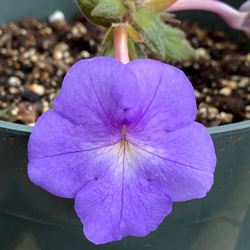 Lovely Blue-Violet Achimenes Bulbs for Sale Online | Cattleya