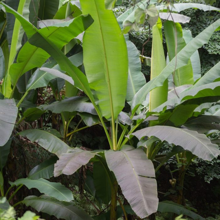 Large Hardy Banana Plants for Sale Online Musa Basjoo Iplantbulbs