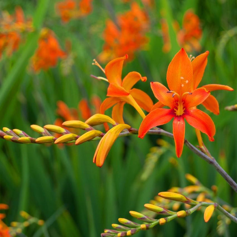 Burnt Orange Crocosmia Corms for Sale Online | Paul Bunyan – Iplantbulbs
