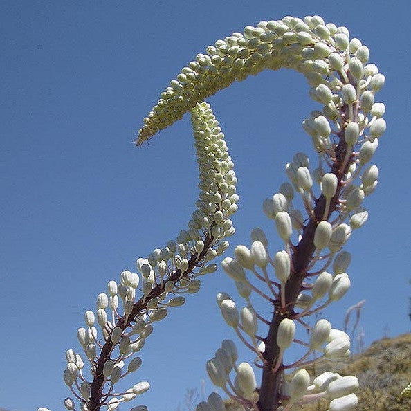 Giant Sea Squill Bulbs For Sale Online | Urginea Maritima – Iplantbulbs