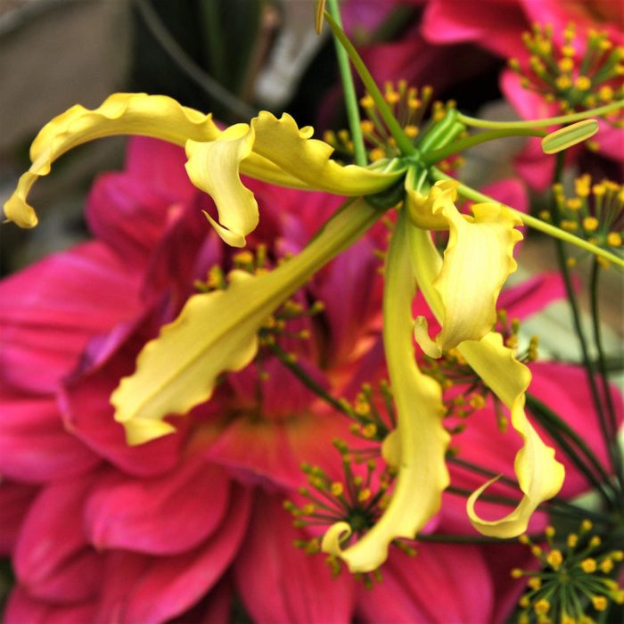 Bright Yellow Glory Lily Bulbs For Sale Gloriosa Lutea Iplantbulbs