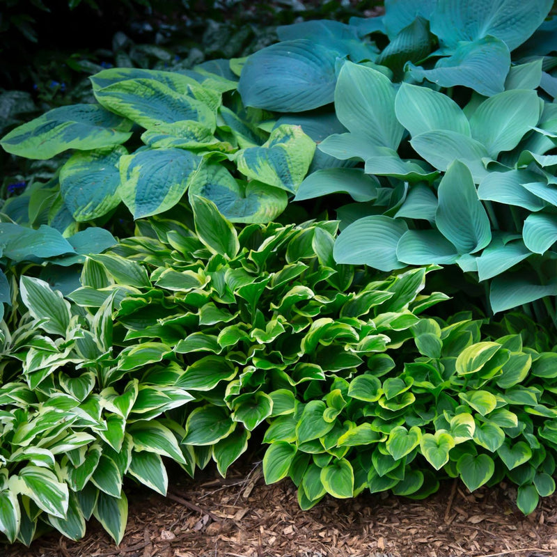 Mixed Hosta Bare Roots For Sale | Hosta Bumper Crop Mix – Iplantbulbs