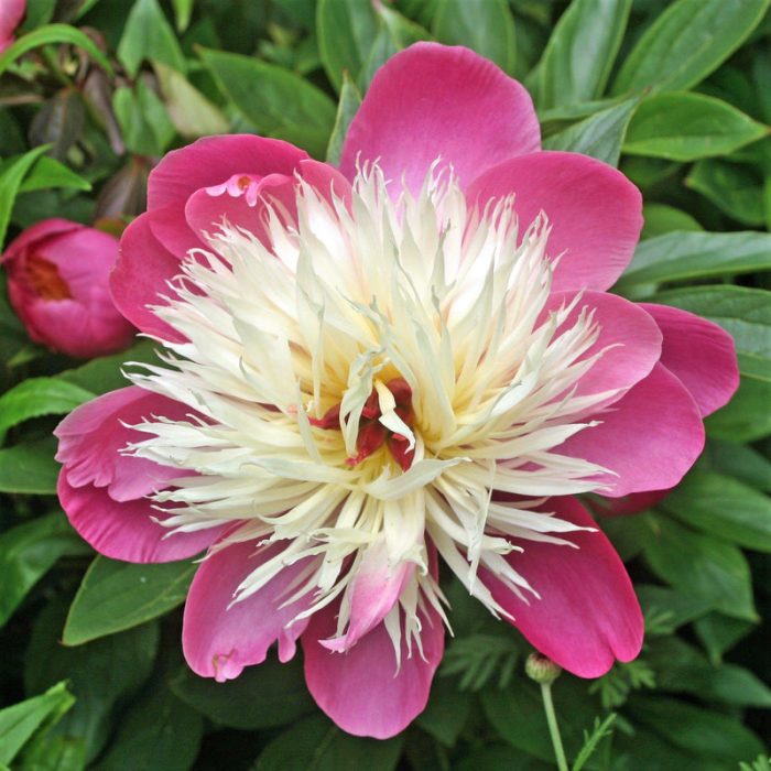 Hot Pink Peony Bulbs For Sale | Bowl of Beauty (Fragrant) – Iplantbulbs