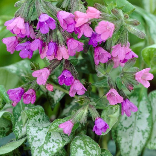 lungwort plants for sale near me