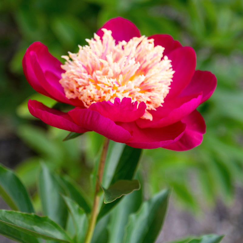Red & Yellow Peony Bulbs For Sale | Sword Dance (Fragrant) – Iplantbulbs