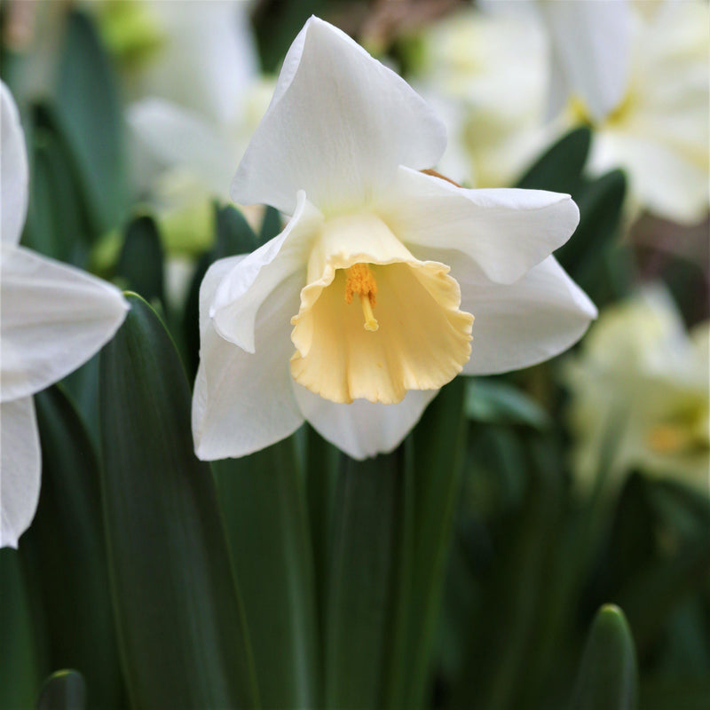 Fragrant Beautiful Narcissus Bulbs for Sale | Bella Estrella – Iplantbulbs
