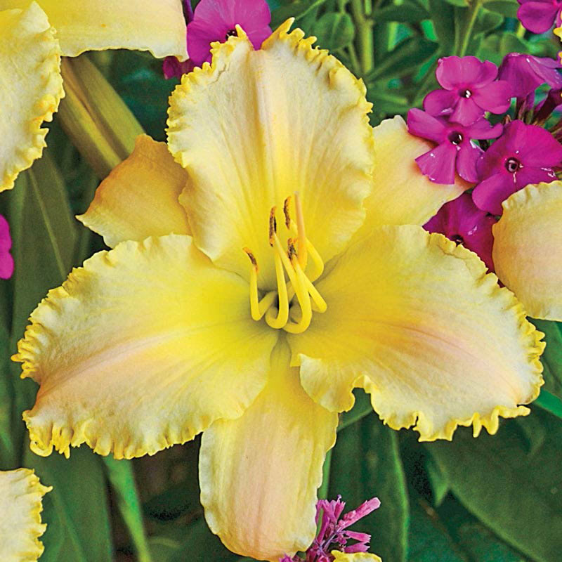 Ruffled Pastel Cheers Daylily