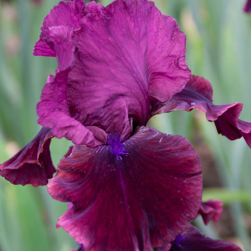 Redneck Girl Bearded Iris – Shop Iris Bulbs