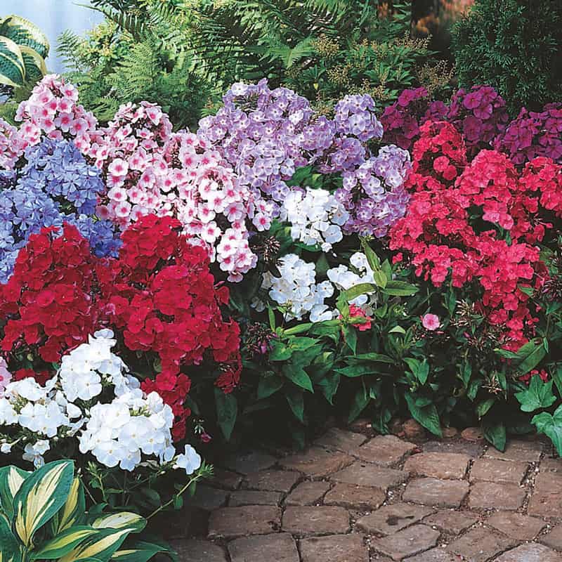 Summer Glow Tall Phlox For Sale
