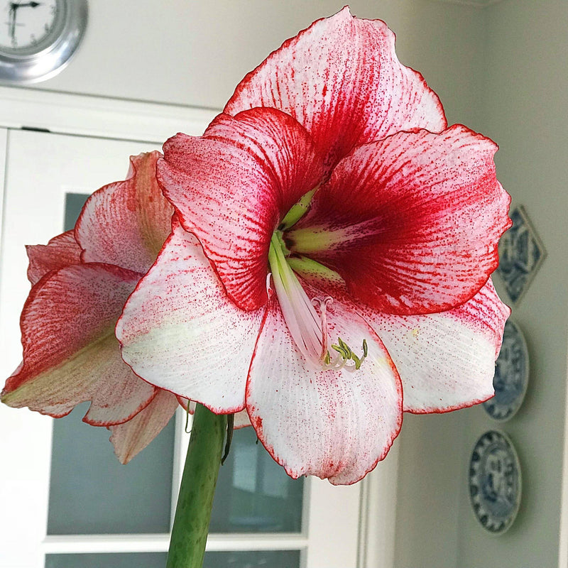 Amaryllis Temptation