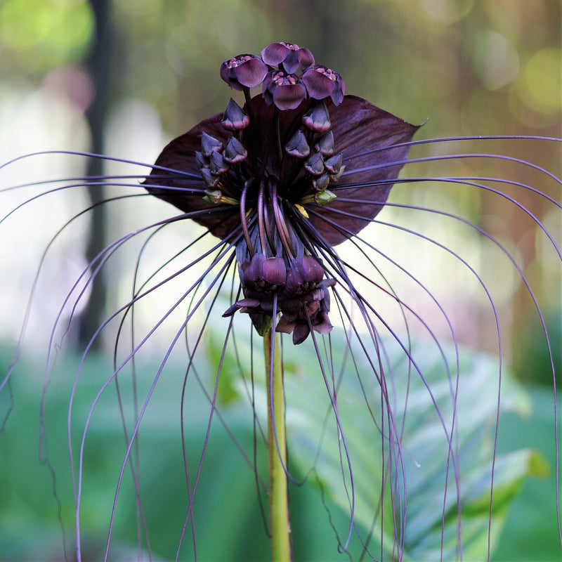 Tacca Chantrieri - Black Bat Plant
