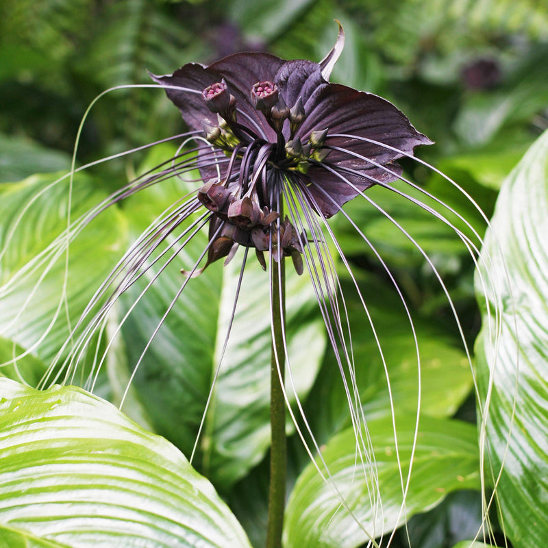 Tacca Chantrieri - Black Bat Plant