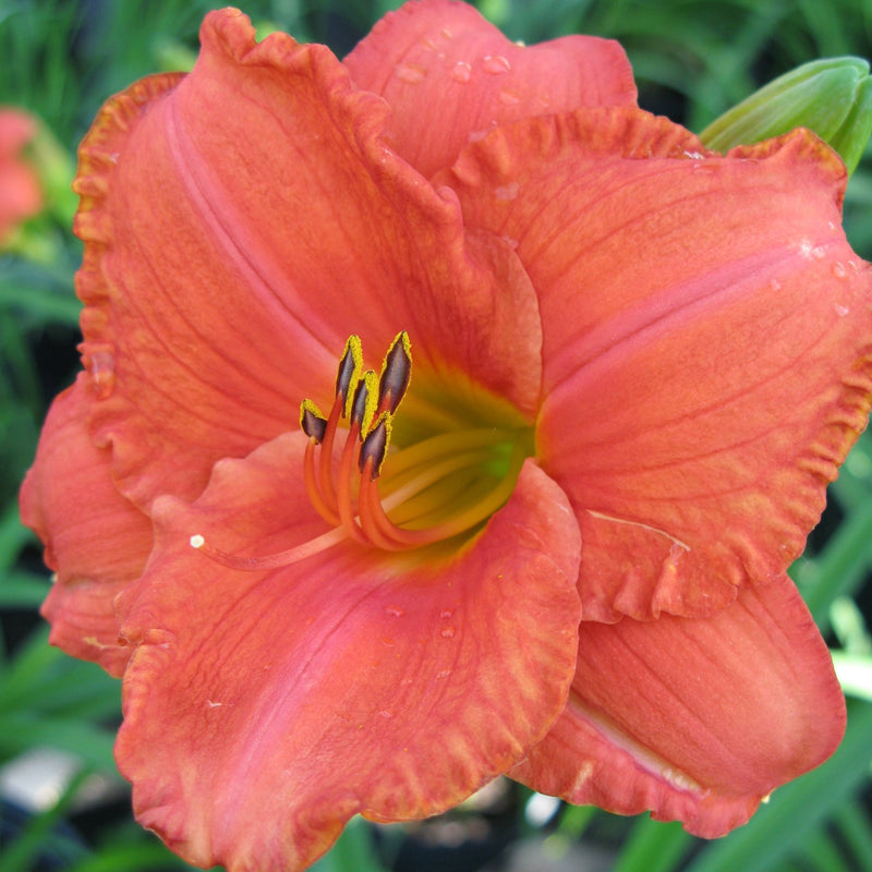 Daylily South Seas