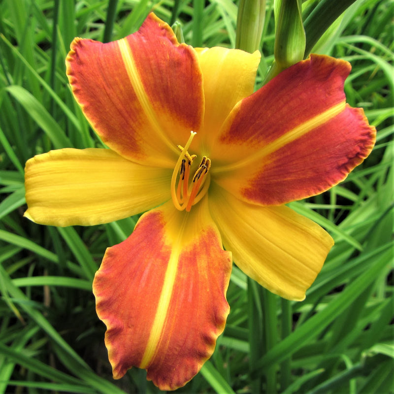 Daylily Frans Hals