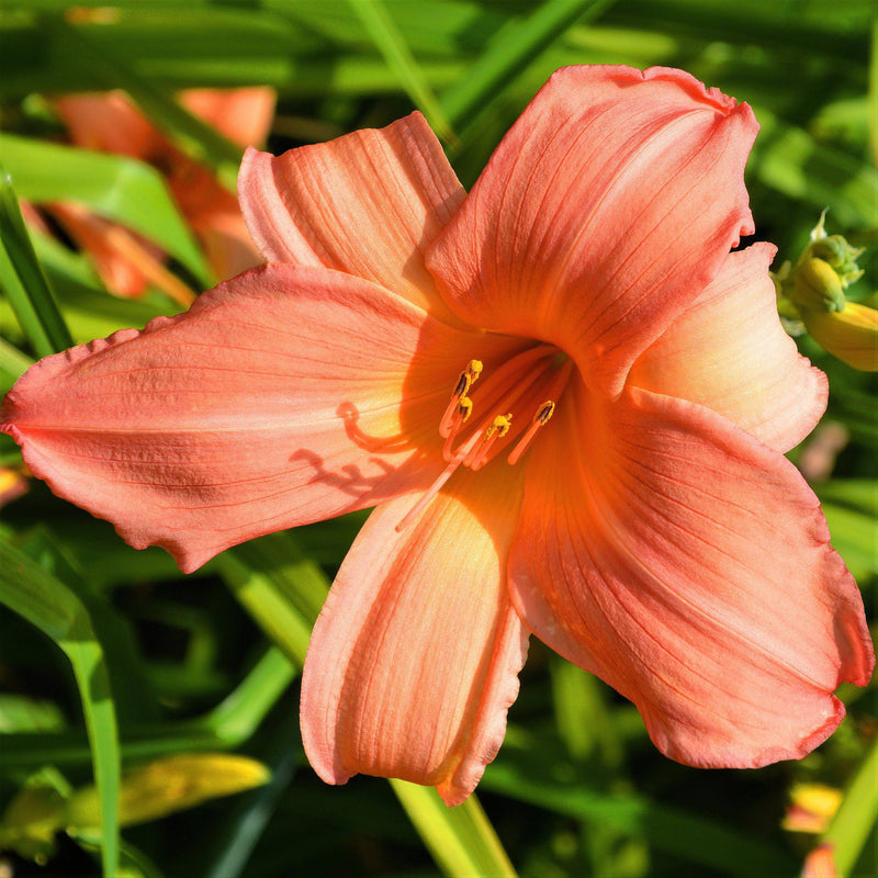 Daylily Hall's Pink