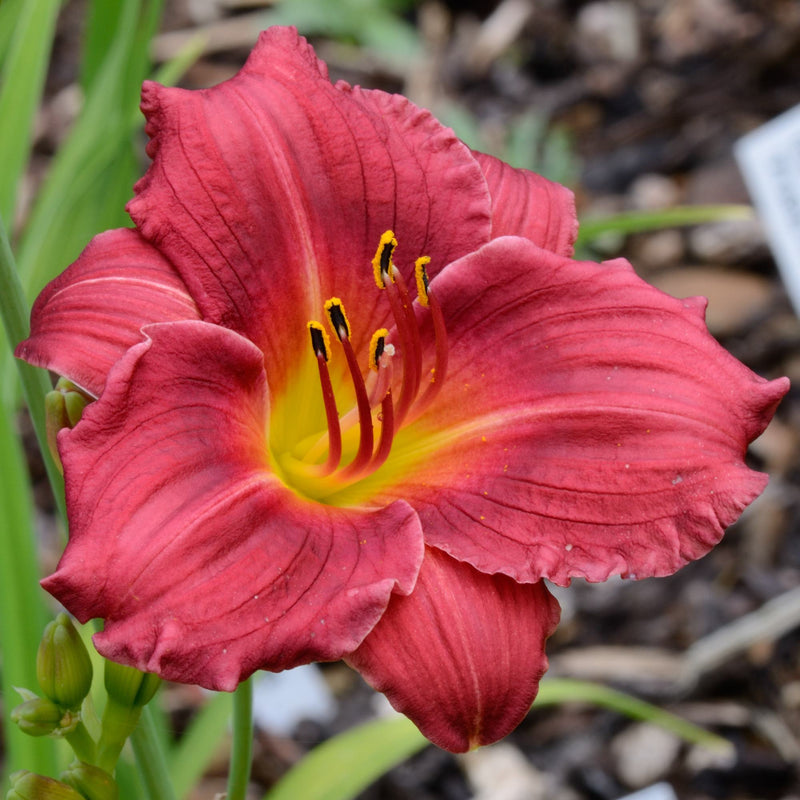 Daylily Siloam Grace Stamile