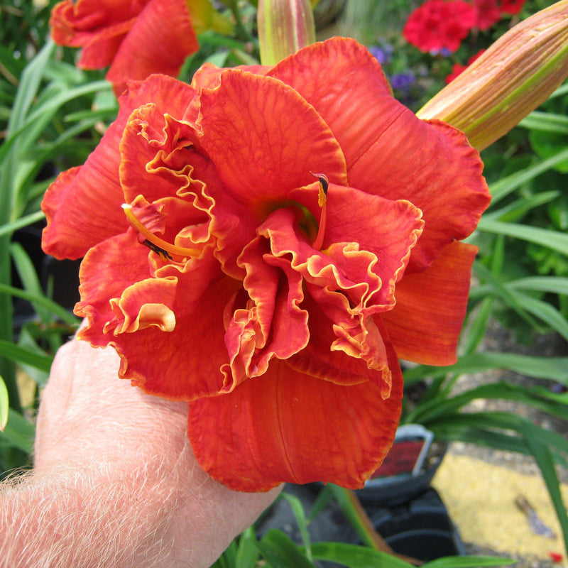 Daylily Moses Fire