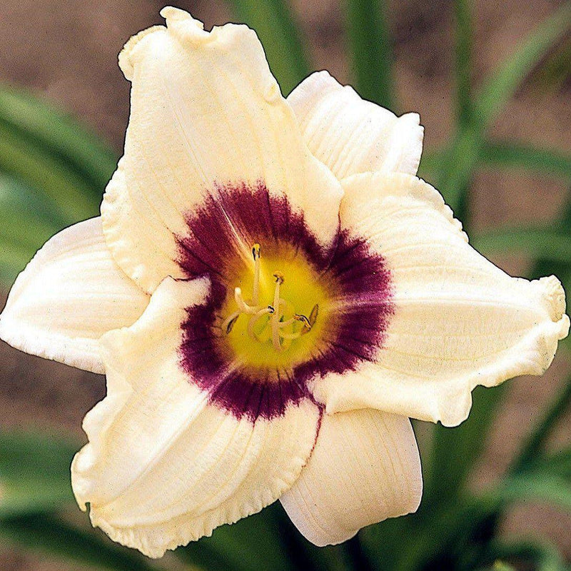 Daylily Pandoras Box