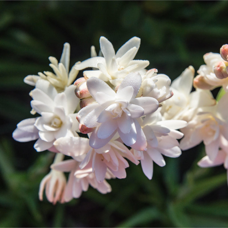 Tuberose Pink Sapphire