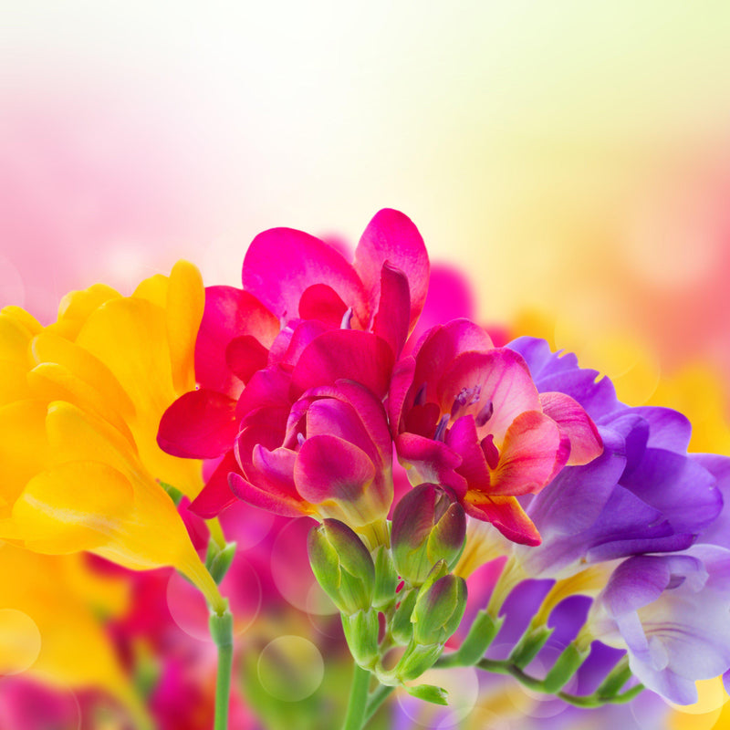Freesia Cottage Garden Collection