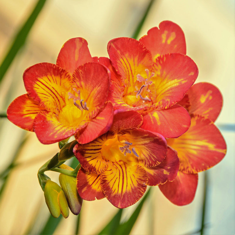 Freesia Fire & Ice Collection