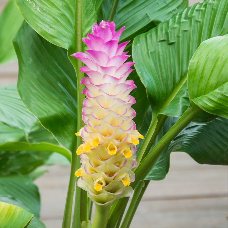 Ginger - Bicolor Wonder