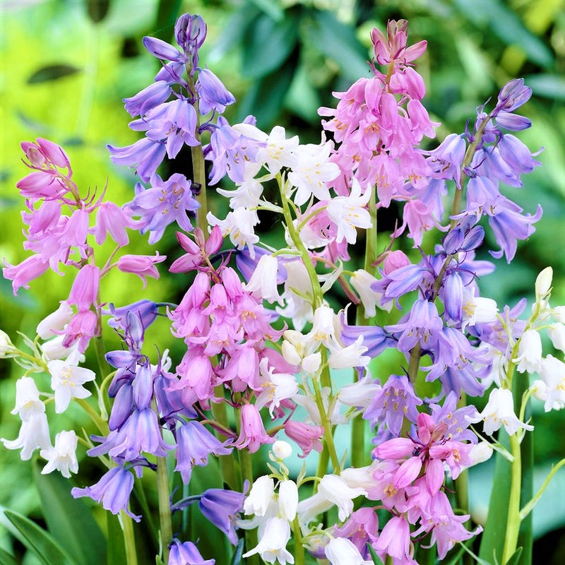 Spanish Bluebells (Hyacinthoides) Mix