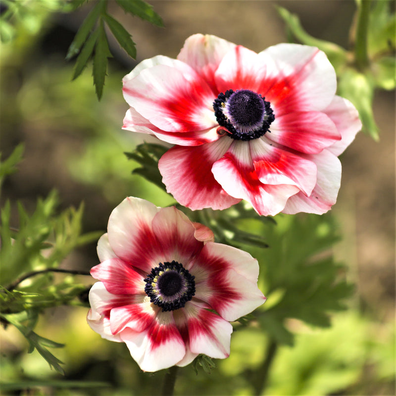 Italian Anemone Mistral Plus Bicolore