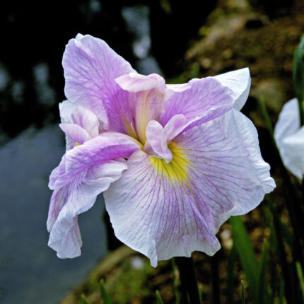 Japanese Iris Pink Lady