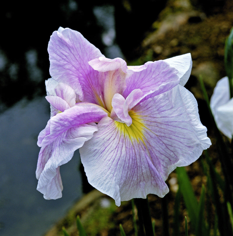 Japanese Iris Pink Lady