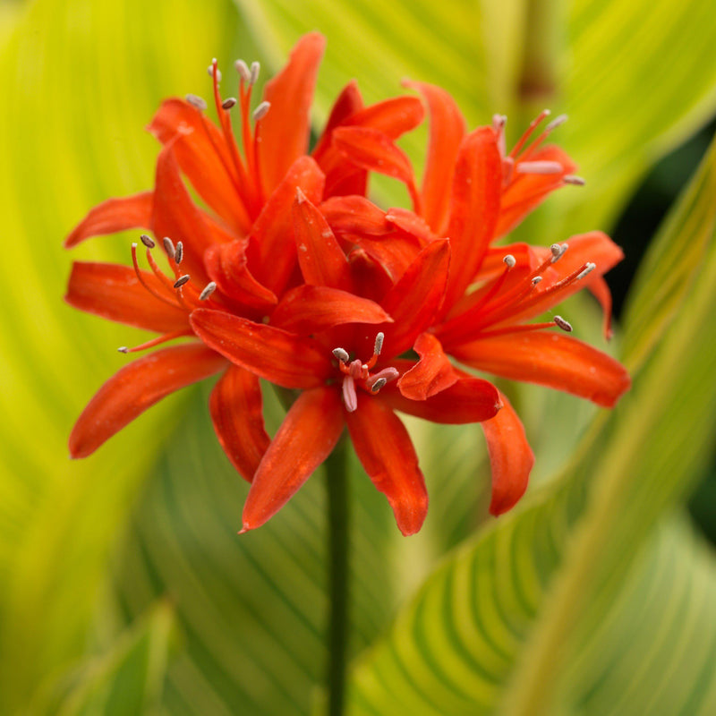 Nerine Major Orange