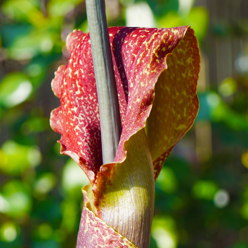 Voodoo Lily Sauromatum Venosum