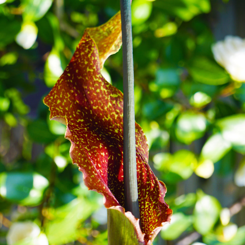 Voodoo Lily Sauromatum Venosum
