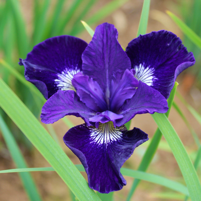 Siberian Iris Blue King