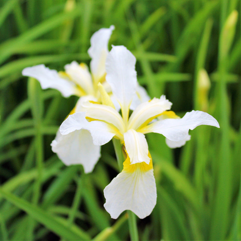 Siberian Iris Snow Queen
