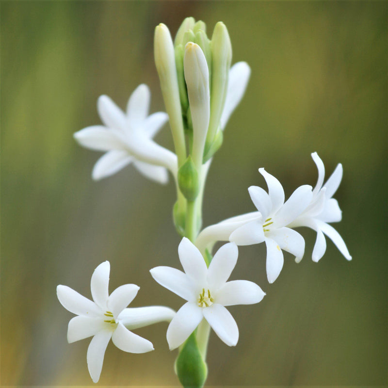 Tuberose White Single Form