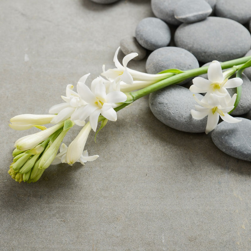 Tuberose White Single Form