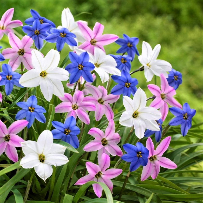 Starflower Wish Upon A Star Mix