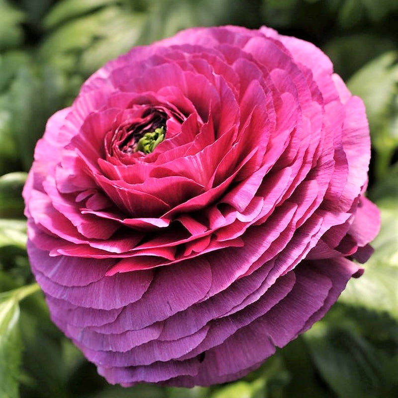 Magenta Italian Ranunculus Corms for Sale | Success Renoir – Iplantbulbs