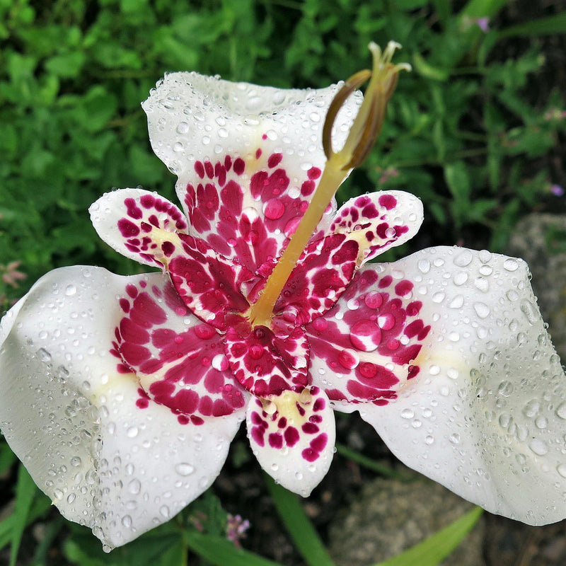 Tigridia Grandiflora White Tigerflower