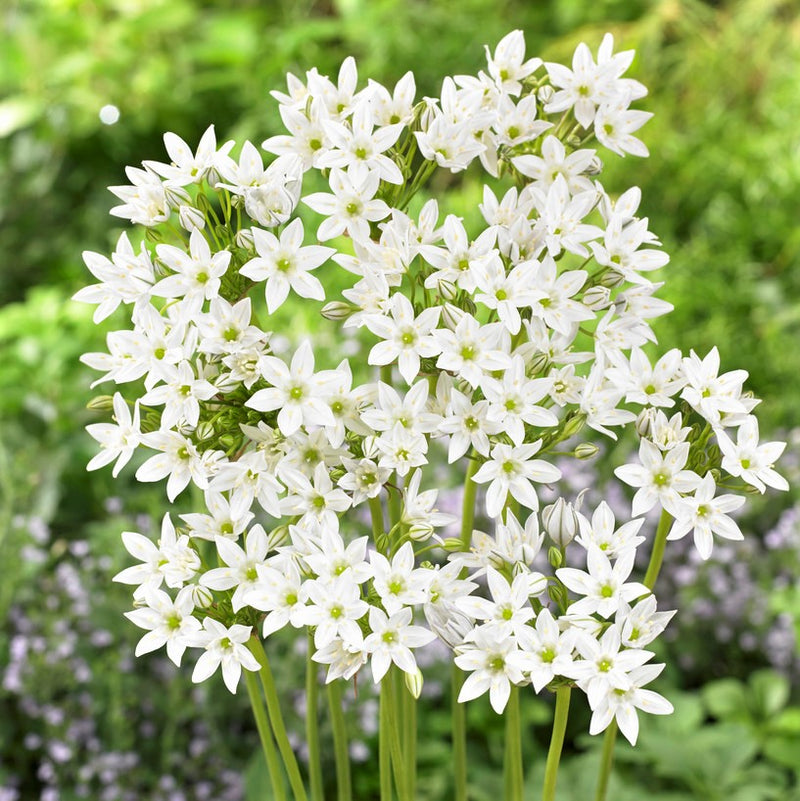 Triteleia Hyacinthina