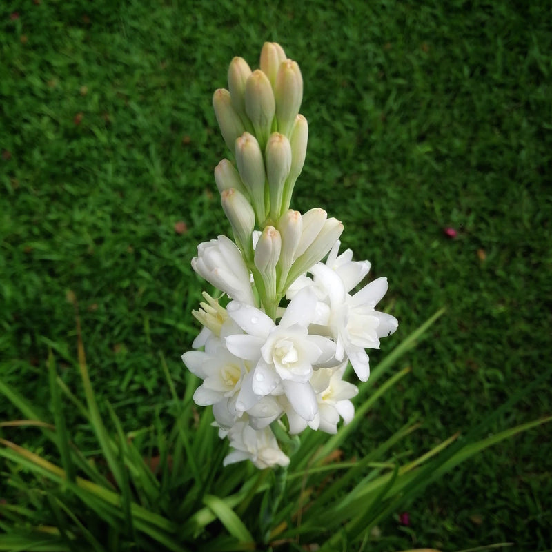 Tuberose White Double Form